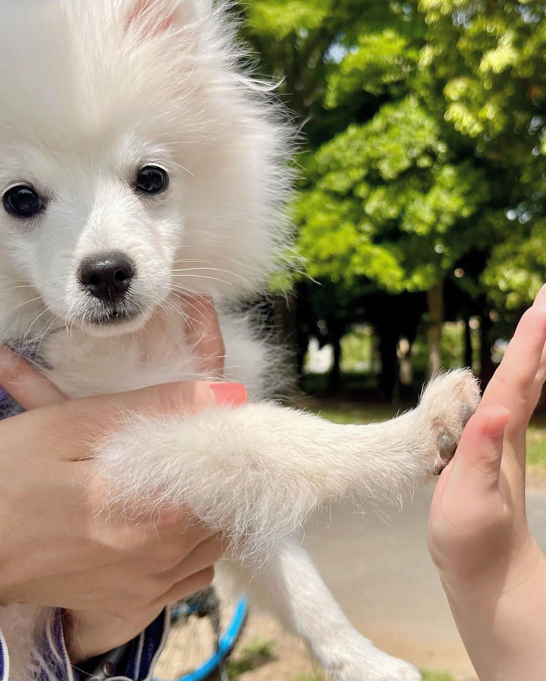 大橋夏菜さんのインスタグラム写真 - (大橋夏菜Instagram)「昨日のお散歩☀️  まだ4ヶ月のシロちゃん相手に、僕の方が速く走れるよと競う息子😅  息子を追いかけるシロちゃん、 ぴょこぴょこと跳ねて可愛かったな。  リードを持たせてもらったり、 一緒にベビーカーに乗ったり。 楽しいお散歩をありがとう✨ @takami__213   #息子とわんこ #お散歩日和」5月29日 11時59分 - kana817_ohashi