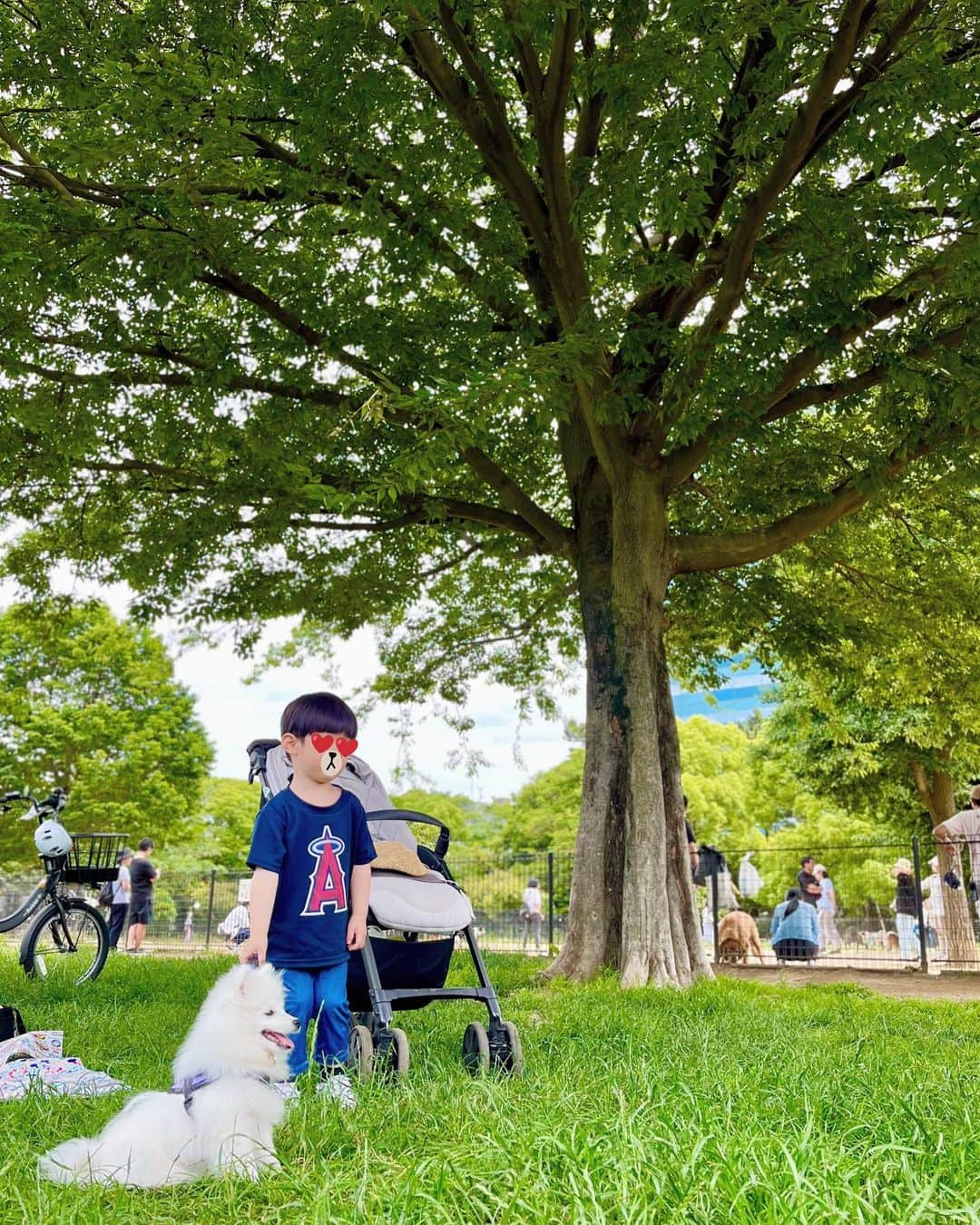 大橋夏菜さんのインスタグラム写真 - (大橋夏菜Instagram)「昨日のお散歩☀️  まだ4ヶ月のシロちゃん相手に、僕の方が速く走れるよと競う息子😅  息子を追いかけるシロちゃん、 ぴょこぴょこと跳ねて可愛かったな。  リードを持たせてもらったり、 一緒にベビーカーに乗ったり。 楽しいお散歩をありがとう✨ @takami__213   #息子とわんこ #お散歩日和」5月29日 11時59分 - kana817_ohashi