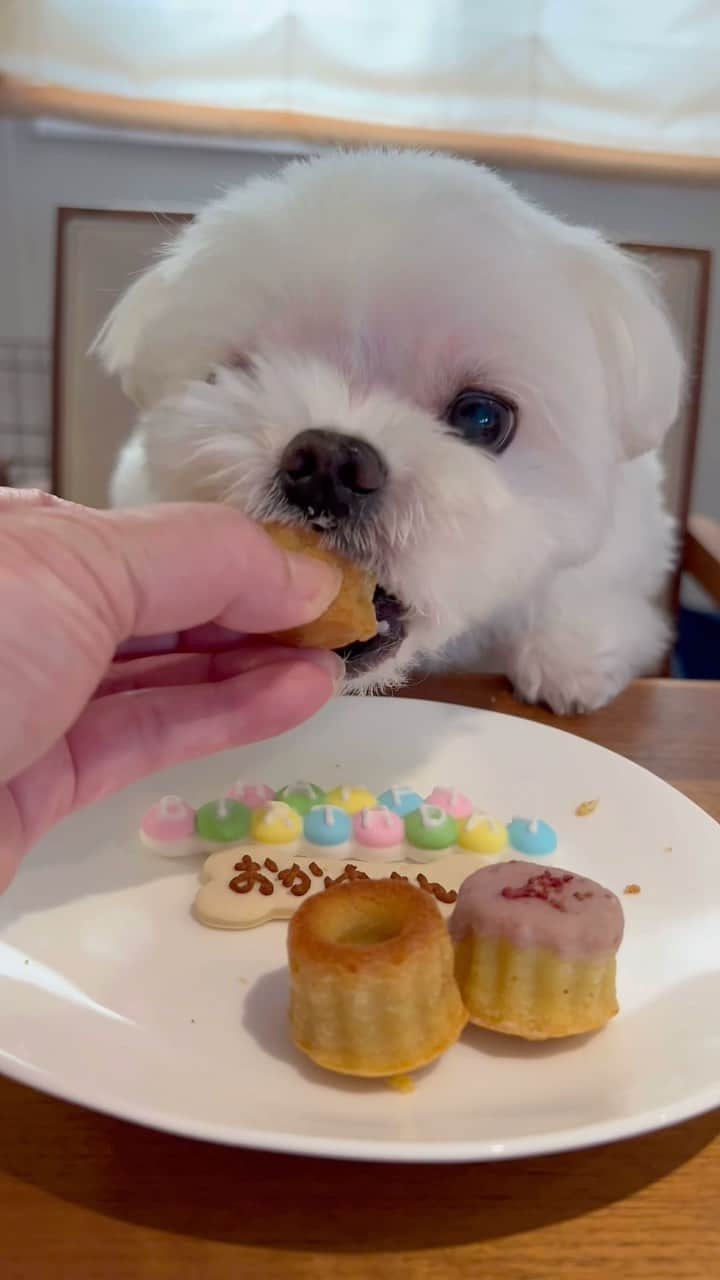 マルチーズ兄妹♡おかゆとおもちのインスタグラム