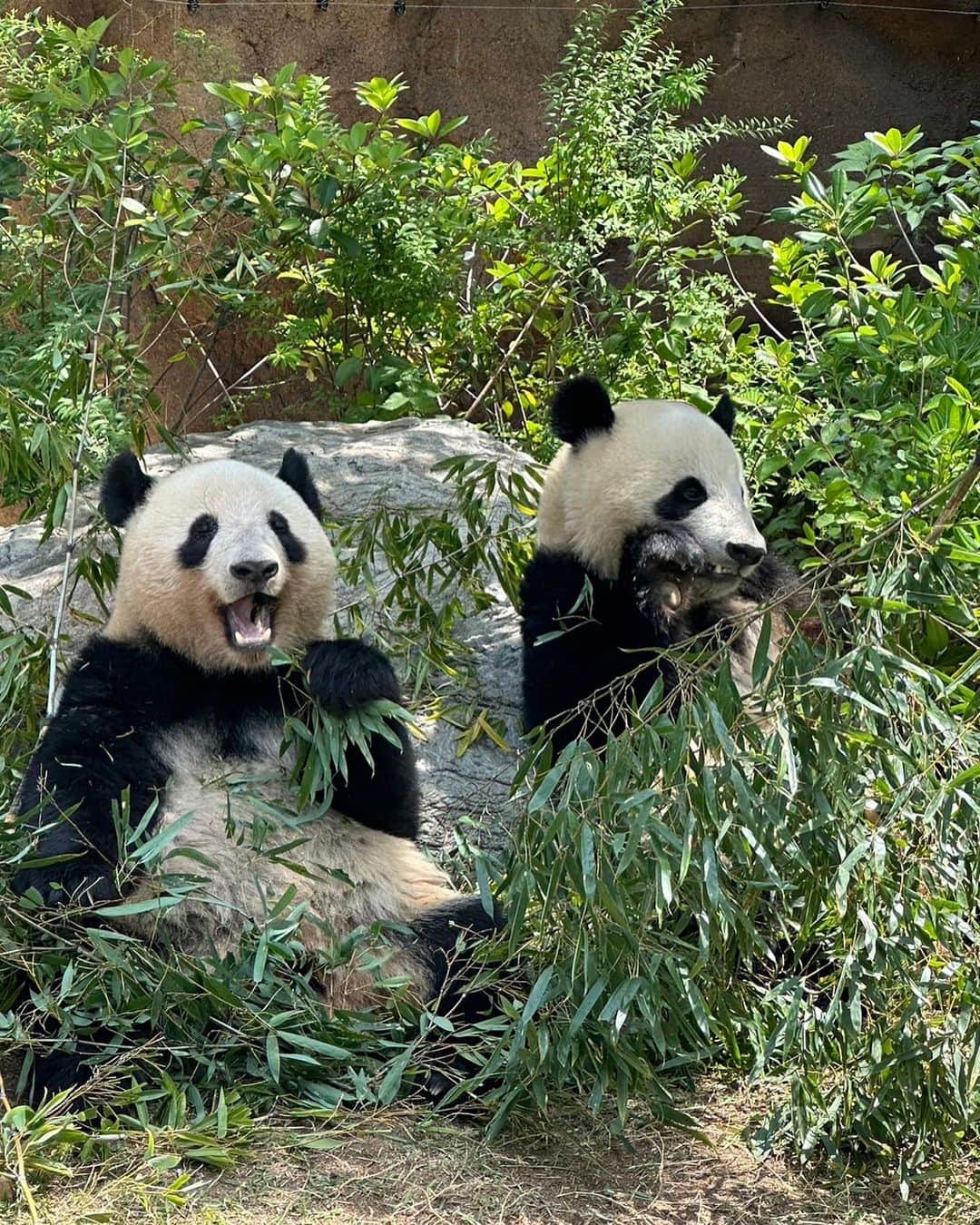 れみぱんのインスタグラム：「上野動物園🐼🐯🐘🐈」