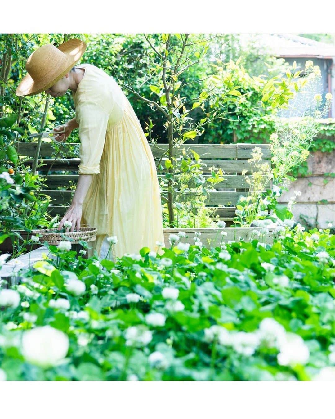 Hanako公式さんのインスタグラム写真 - (Hanako公式Instagram)「【発売中】 「新しい暮らしを考える26のアイデア」 日常の事例をあらためて見直しながら、未来につながる暮らしのアイデアをA to Zで紹介。   🌿 (Green) 自分で植物を育てる、使う。  庭やベランダで育てて、欲しい時に欲しい分だけ収穫する。食品ロスを減らせるし、旬の新鮮な味と香りが気軽に手に入る。種まきから収穫後のアレンジまでをクリエイティブに楽しめる方法とは？   【Hanako1221号_「新しい暮らしを考える26のアイデア」】 #Hanako #Hanakomagazine #SDGs #環境に優しい #サスティナブルな暮らし #エコな暮らし #エシカル #サステナブル #エシカルファッション #サステナブルファッション #サステナブルライフ #アップサイクル #パーマカルチャー #プラスチックフリー #暮らしを整える」5月29日 12時17分 - hanako_magazine