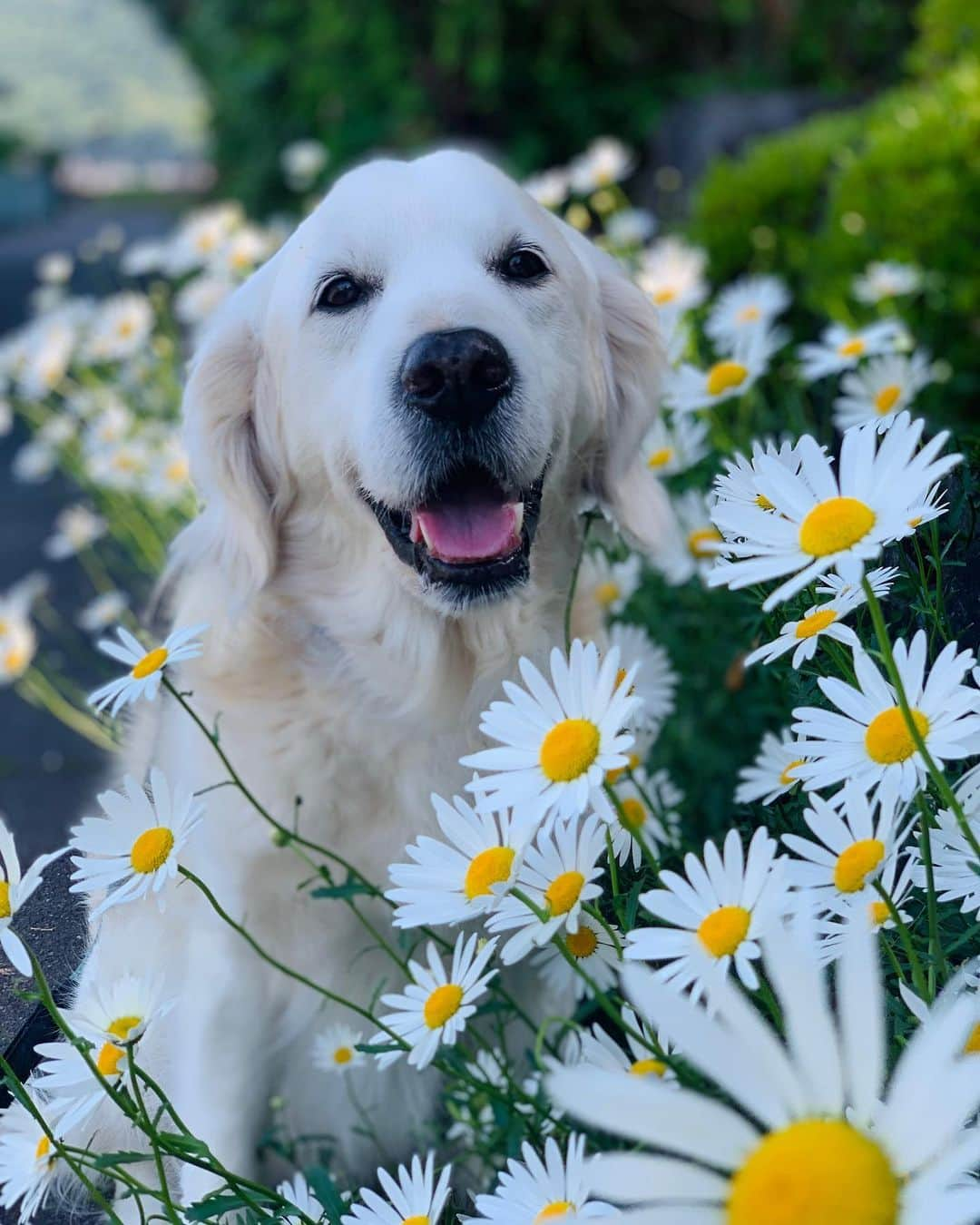 P太郎ママさんのインスタグラム写真 - (P太郎ママInstagram)「#いつかのだだ  #花と犬  朝から本格的に雨。 ←気がつかず早起きしてもーた ママンの大好きな花、 #シャスターデージー  もう終わりだね。 季節も初夏。 犬には暑い日もあるけど、 飼い主には気持ちえーよねー。 しやわせ散歩。 明日はできるかなー？ ←ずーっと雨予報☔️😅」5月29日 6時43分 - ptarodada