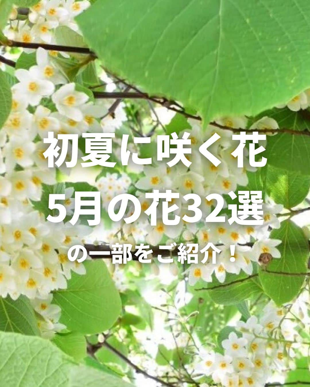 LOVEGREEN -植物と暮らしを豊かに。のインスタグラム：「5月も終盤ですが、5月に咲く花をご紹介！  LOVEGREEN記事「5月の花32選。初夏に咲く花」から、５月～６月に咲く花や花木の一部をご紹介します。  32選すべてを知りたい方は、プロフィールリンクからLOVEGREEN記事もチェックしてみてくださいね♪  #初夏の花　#植物のある暮らし　#庭木のある暮らし　#バラのある暮らし #花ののある暮らし #植物好きとつながりたい」