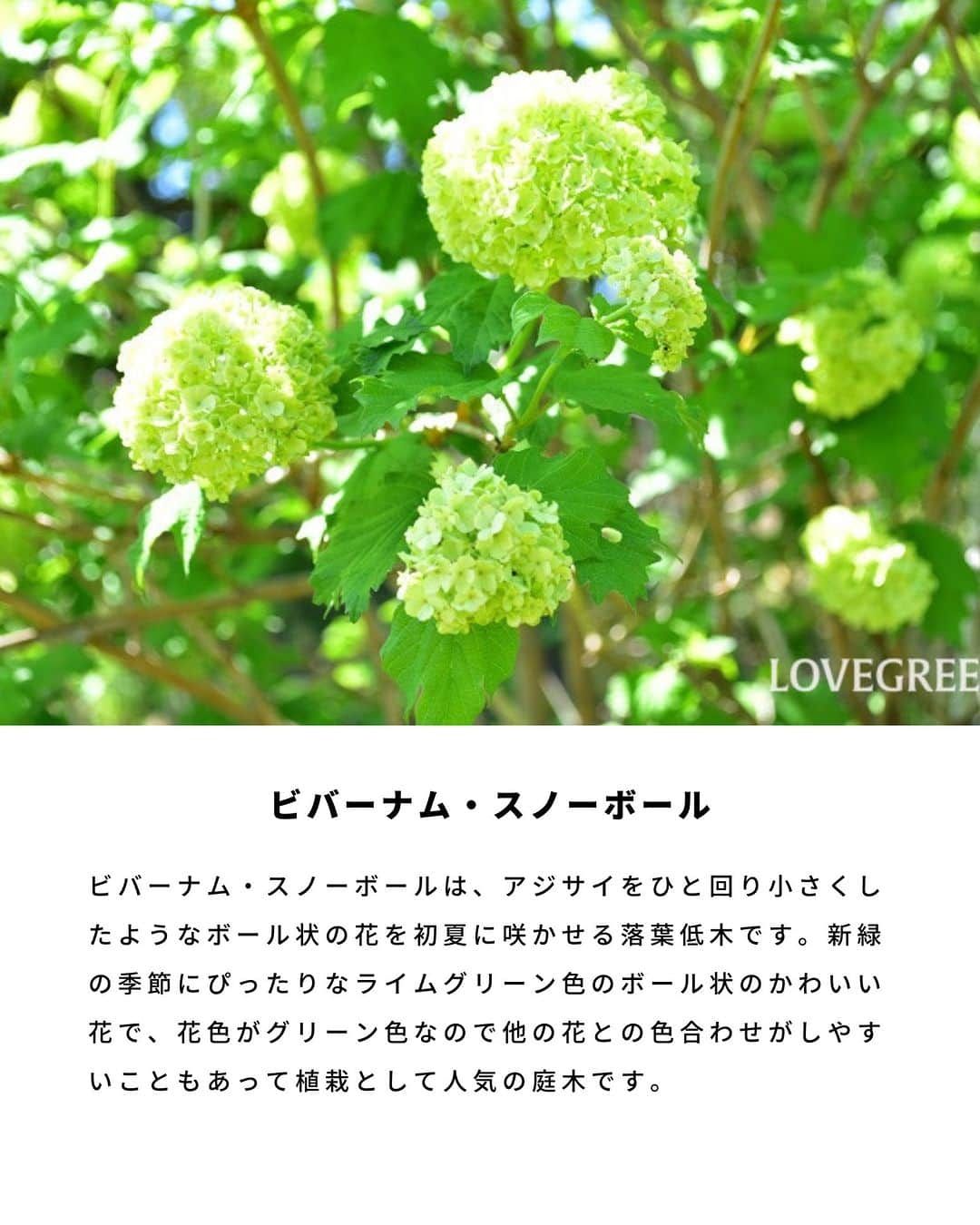 LOVEGREEN -植物と暮らしを豊かに。さんのインスタグラム写真 - (LOVEGREEN -植物と暮らしを豊かに。Instagram)「5月も終盤ですが、5月に咲く花をご紹介！  LOVEGREEN記事「5月の花32選。初夏に咲く花」から、５月～６月に咲く花や花木の一部をご紹介します。  32選すべてを知りたい方は、プロフィールリンクからLOVEGREEN記事もチェックしてみてくださいね♪  #初夏の花　#植物のある暮らし　#庭木のある暮らし　#バラのある暮らし #花ののある暮らし #植物好きとつながりたい」5月29日 7時00分 - lovegreen_official