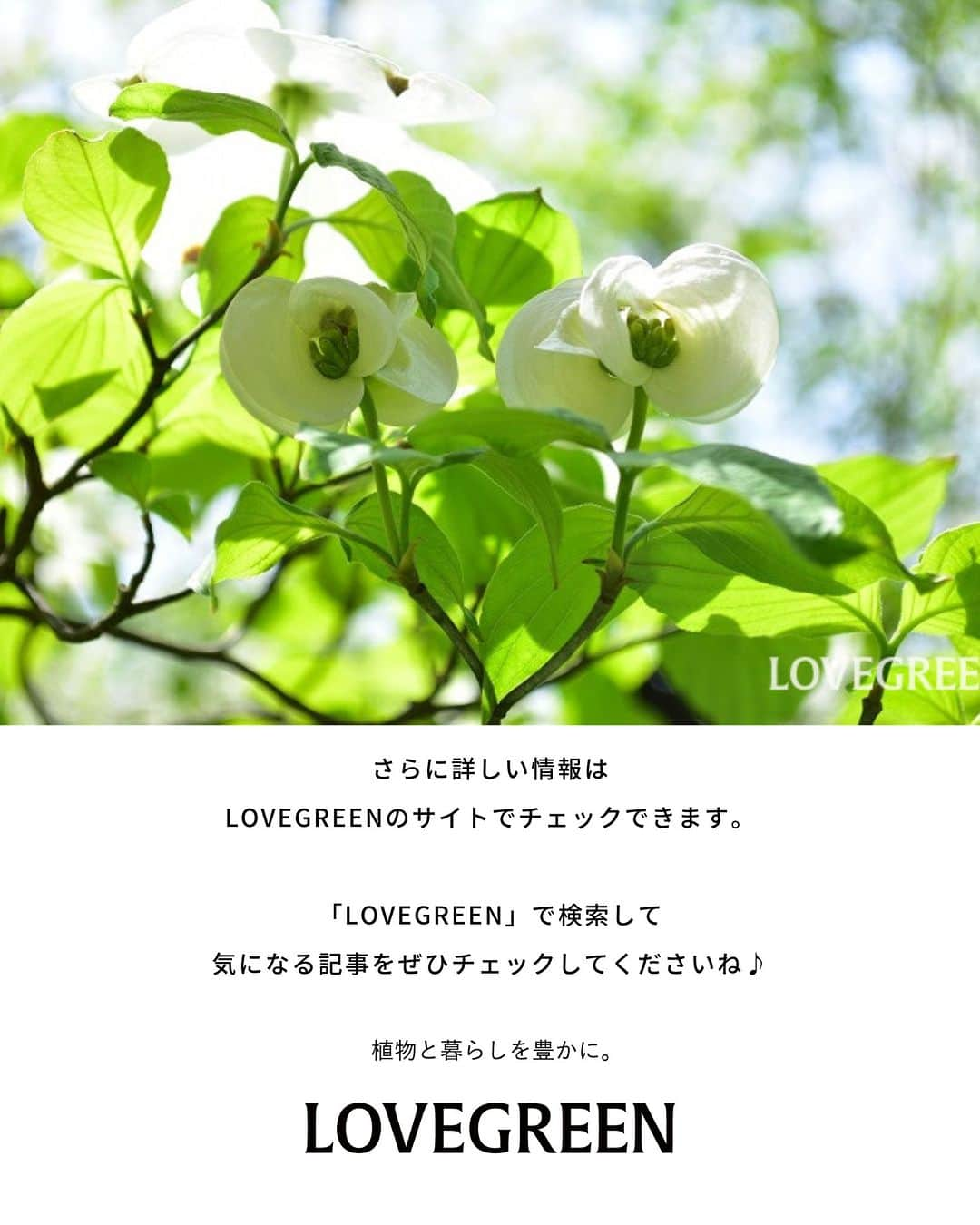 LOVEGREEN -植物と暮らしを豊かに。さんのインスタグラム写真 - (LOVEGREEN -植物と暮らしを豊かに。Instagram)「5月も終盤ですが、5月に咲く花をご紹介！  LOVEGREEN記事「5月の花32選。初夏に咲く花」から、５月～６月に咲く花や花木の一部をご紹介します。  32選すべてを知りたい方は、プロフィールリンクからLOVEGREEN記事もチェックしてみてくださいね♪  #初夏の花　#植物のある暮らし　#庭木のある暮らし　#バラのある暮らし #花ののある暮らし #植物好きとつながりたい」5月29日 7時00分 - lovegreen_official