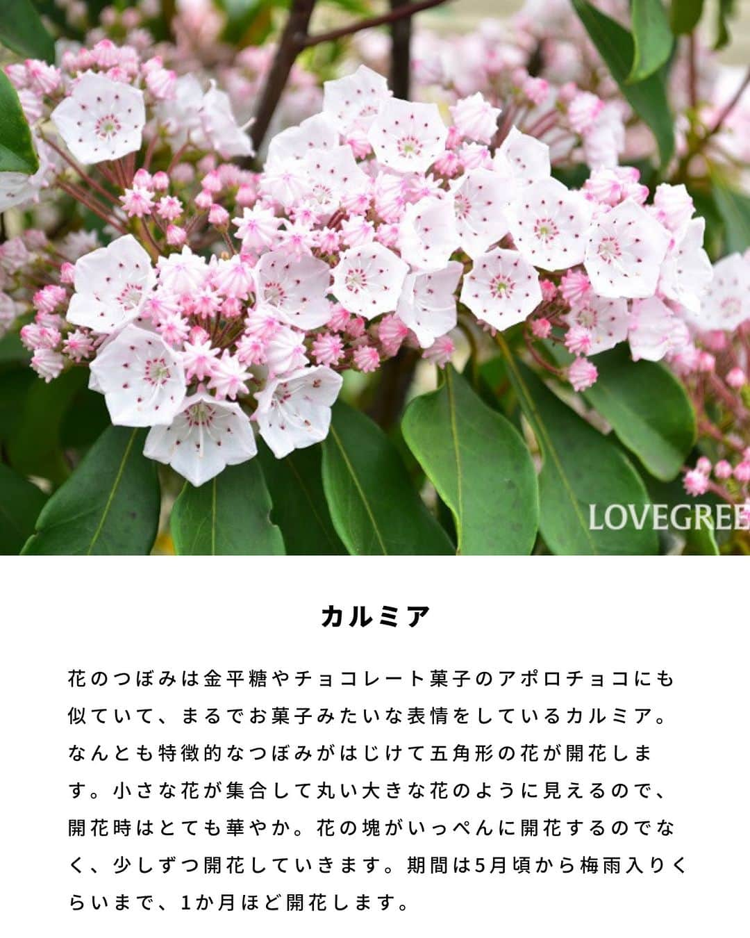 LOVEGREEN -植物と暮らしを豊かに。さんのインスタグラム写真 - (LOVEGREEN -植物と暮らしを豊かに。Instagram)「5月も終盤ですが、5月に咲く花をご紹介！  LOVEGREEN記事「5月の花32選。初夏に咲く花」から、５月～６月に咲く花や花木の一部をご紹介します。  32選すべてを知りたい方は、プロフィールリンクからLOVEGREEN記事もチェックしてみてくださいね♪  #初夏の花　#植物のある暮らし　#庭木のある暮らし　#バラのある暮らし #花ののある暮らし #植物好きとつながりたい」5月29日 7時00分 - lovegreen_official