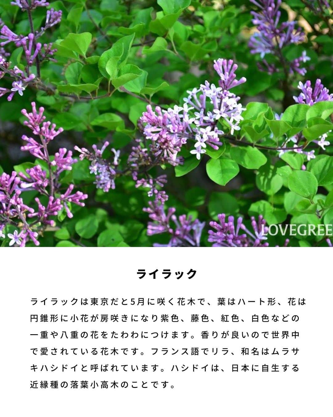 LOVEGREEN -植物と暮らしを豊かに。さんのインスタグラム写真 - (LOVEGREEN -植物と暮らしを豊かに。Instagram)「5月も終盤ですが、5月に咲く花をご紹介！  LOVEGREEN記事「5月の花32選。初夏に咲く花」から、５月～６月に咲く花や花木の一部をご紹介します。  32選すべてを知りたい方は、プロフィールリンクからLOVEGREEN記事もチェックしてみてくださいね♪  #初夏の花　#植物のある暮らし　#庭木のある暮らし　#バラのある暮らし #花ののある暮らし #植物好きとつながりたい」5月29日 7時00分 - lovegreen_official