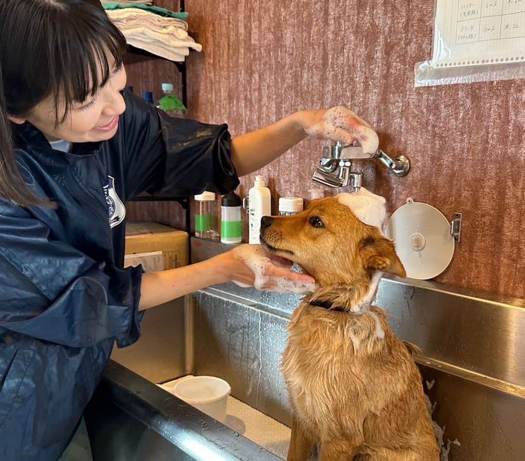 小野真弓さんのインスタグラム写真 - (小野真弓Instagram)「今日は、 さかがみ家のわんこさんたちと〜 おはわーん🐾😆  🐕シャンプー中のハリーくん💙 🐕ブラッシングですっきり、いつもにこにこチーちゃん🩷 🐕味わい深いカズオくん💚 🐕まだ子供らしさが残るチビ💛  みんな元野犬だったり、多頭飼育崩壊だったり 色んなところから来ましたが、 今は、人間をとても信頼してくれています🥺💘  家族募集中です☺️🏠 かわいいにゃんこもいっぱいです🐾✨😆  詳しくは↓ @sakagamike_official   そして、 只今さかがみ家は、 ドッグデプトさんとコラボカフェも開催中☺️ @dogdept_kisarazu2  あいにくの雨ですが、 ペットと一緒に、 店内でお食事とお買い物が出来ます☺️✨ 是非チェックしてみてください😆  今日も良い一日をお過ごしください☺️🍀」5月29日 7時50分 - hanaharuaroi