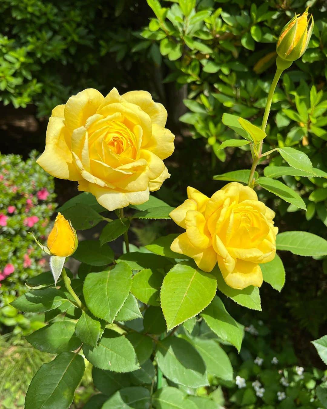 早川愛さんのインスタグラム写真 - (早川愛Instagram)「🌿🌿🌿  今週は梅雨のような雨模様ですががんばろう🌈 鳩山会館、かわいい洋館でした🏰🦌🦉 また薔薇が満開の時期に行ってみたいな🌹 ちなみに某仮面🎭が印象に残ってる🫨 ブラタモリをしてよく歩きました🙆‍♀️  ・ op @snidel_official  bag @chanelofficial  shoes @dianashoespress   ・  #鳩山会館 #ローズガーデン ほぼ見頃終わっていた #洋館巡り #洋館 #ステンドグラス #江戸川橋 #護国寺 #御朱印ガール #御朱印 #ブラタモリ #happy」5月29日 8時11分 - megumegu_1006