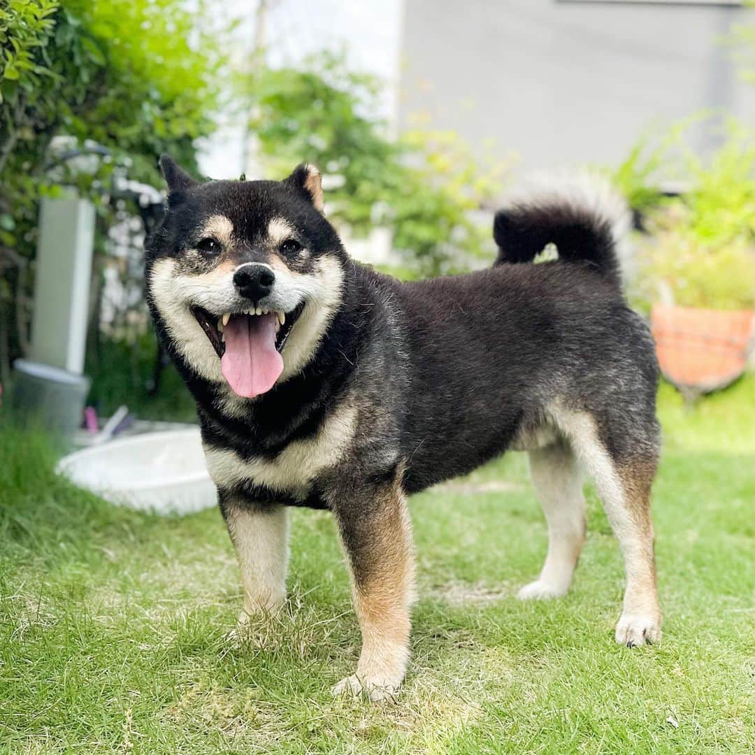 BlackRed shibasのインスタグラム：「Good morning. おはようございます。  adorable yamato.  . 今朝(夜中)は 辛そうでした。🥲 . 朝方になると落ち着くみたい いつも通り散歩に行きました。 . . . #2023yamato #柴犬 #shiba #shibainu #dog #rescuedog #rupinasu卒業犬 #rupinasu  #黒柴犬 #cute #元保護犬 #rescuedogs #japan #japandog #元保護犬今は過保護 #lovely #cute #cutestdog #awesomeanimals #mrdog #dogofthaday」