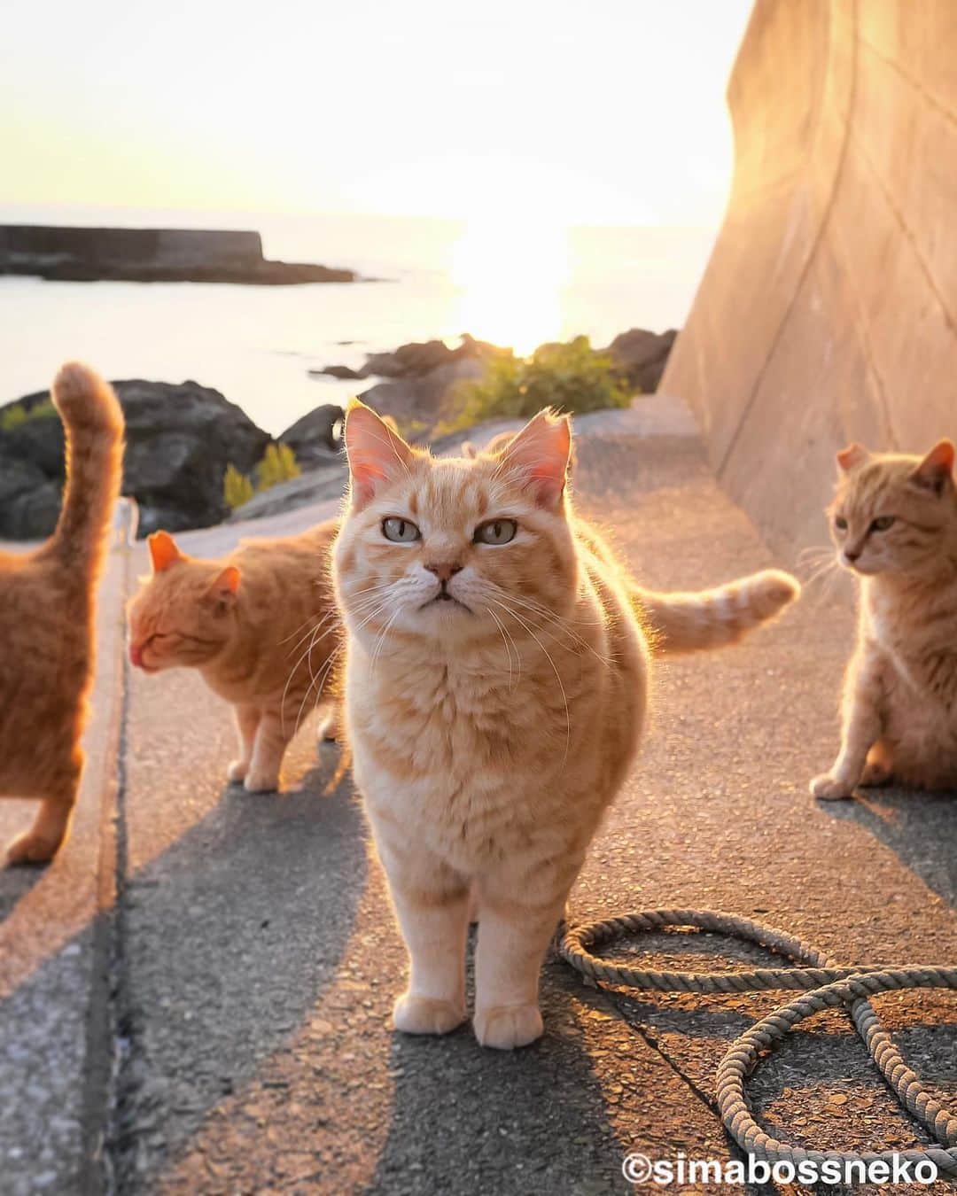 simabossnekoさんのインスタグラム写真 - (simabossnekoInstagram)「・ おはようございます🐾 Good morning✨  5枚目の投稿は動画です。 The 5th post is video. Swipeしてね←←🐾  〜お知らせ〜 minneとメルカリでは『日本の島のごきげんな猫』『キス猫 』『島にゃんこ』のサイン本のセットも販売中です。　  他にも島ねこ日めくりカレンダー2とのセットも❣️ 写真集、カレンダー共に可愛い瞬間がいっぱいです。こちらもぜひ〜🐾  ★minneへは @simabossneko または @p_nyanco22 の プロフィールリンクよりご覧いただけます。  ★メルカリShopsへは、アプリ立ち上げ後「simabossneko's shop」で検索してください。 ・ ・ 【Notice】 At minne shop, we are also selling a set of autographed books of "Nihon no shima no gokigenna neko", "Kiss and Cuddle Cats" and "Island Cats".  ◆Special!  Author ”simabossneko” an  autographed book.  Available now at minne simabossneko's shop Shop URL→ https://minne.com/＠simabossneko  You can jump “minne simabossneko's shop“ directly from the link in @simabossneko or @p_nyanco22 profile. ・ ・ #しまねこ #島猫 #ねこ #にゃんすたぐらむ #猫写真 #cats_of_world #catloversclub #pleasantcats #catstagram #meowed #ig_japan #lumixg9」5月29日 8時45分 - simabossneko