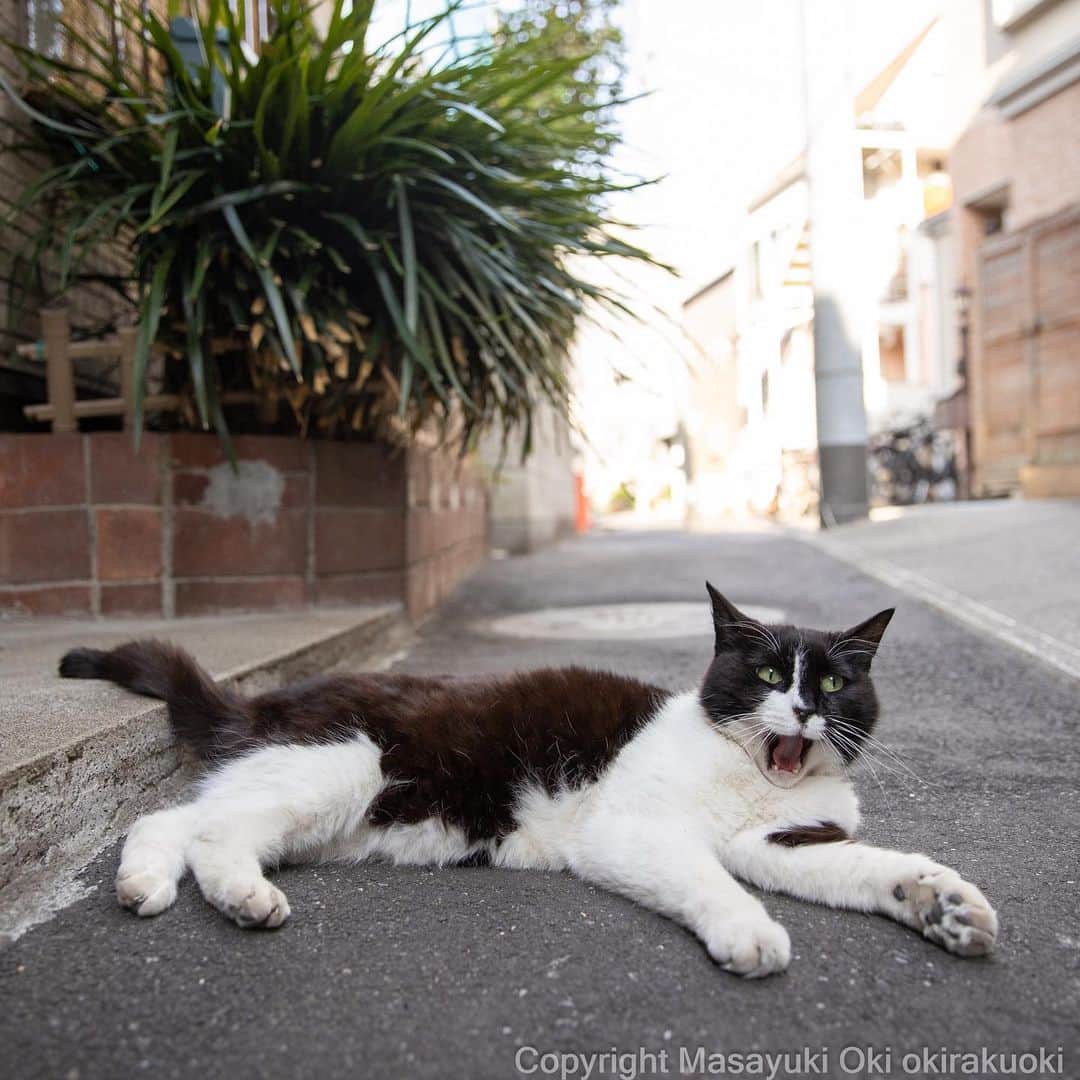 Masayukiさんのインスタグラム写真 - (MasayukiInstagram)「あっ❗️  #cat #ねこ #猫 #東京カメラ部 #nekoclub  #mmgtw #my_eos_photo  #yourshotphotographer」5月29日 8時58分 - okirakuoki