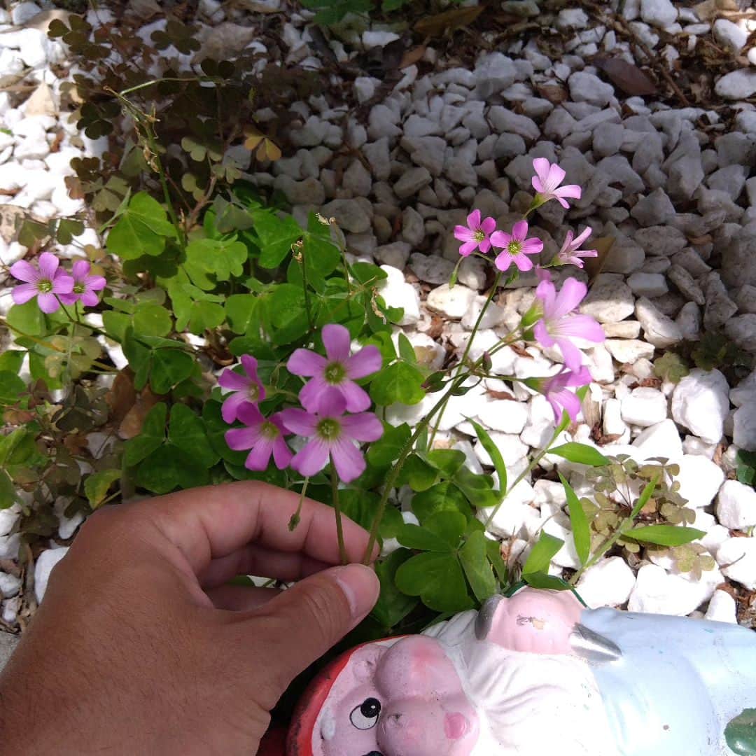 佐久田俊行さんのインスタグラム写真 - (佐久田俊行Instagram)「自宅敷地内の隅っこに咲いていた。  華やかな所で咲くことこそが、偉いと思っている人間に負けてたまるか。」5月29日 10時19分 - saku155cm_