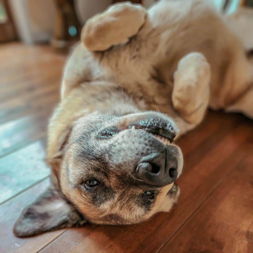 吉松育美さんのインスタグラム写真 - (吉松育美Instagram)「Good morning buddy😚  朝起きてバディーを見るとだいたいこう。笑  #bigdog #kangal #超大型犬」5月29日 10時54分 - ikumiyoshimatsu