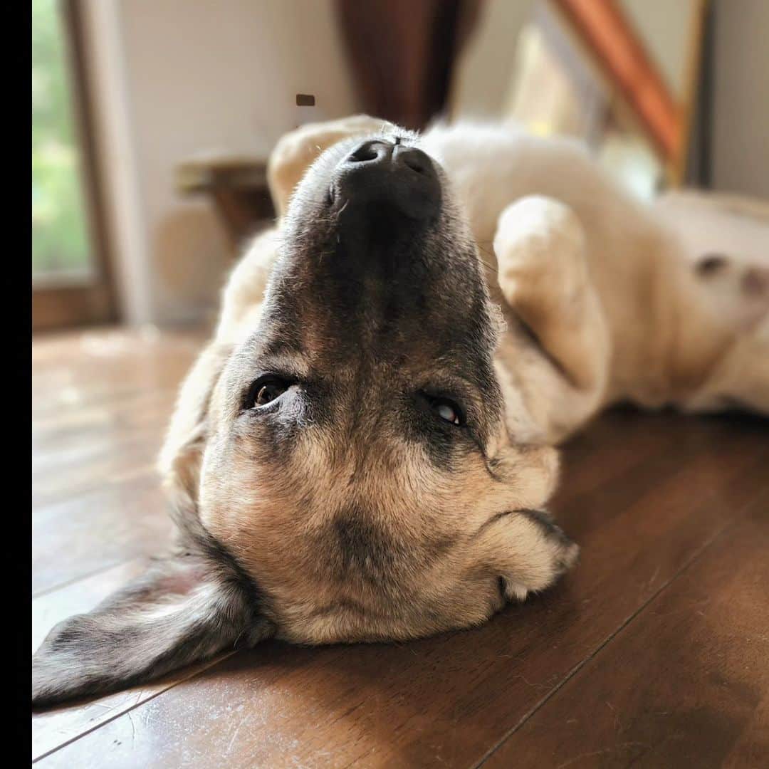 吉松育美さんのインスタグラム写真 - (吉松育美Instagram)「Good morning buddy😚  朝起きてバディーを見るとだいたいこう。笑  #bigdog #kangal #超大型犬」5月29日 10時54分 - ikumiyoshimatsu