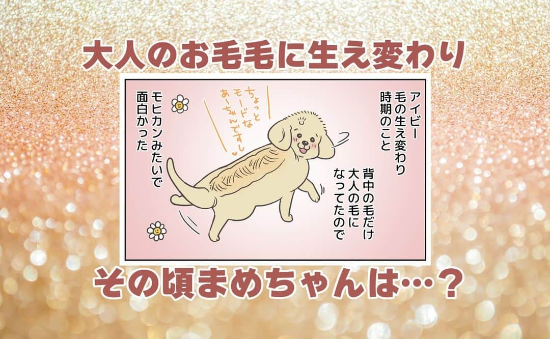 餅付きなこのインスタグラム：「パピーのふわふわのお毛毛が、だんだん成犬のちょっとゴワッとした背中の毛に生え変わってきたときは、成長を実感して本当に嬉しかったです😊  今ではまめちゃんとアイビー、お互い毛づくろいし合う仲だけど、アイビーの毛づくろいにまめちゃんは納得しているのかどうか…興味深いところ💦  ともあれ仲良しの二人で安心しています❣  #はちわれ #にゃんすたぐらむ #にゃんこ #ねこすたぐらむ #東海ねこ部 #猫好き #はちわれ猫 #しろくろねこ #ふわもこ部 #笑わせ隊 #にゃんだふるらいふ #マンガ #描いてみた #日常 #絵日記 #四コマ #癒やし #猫のいる暮らし #にゃんず #猫と暮らす #猫と一緒 #みんなのねこ部」