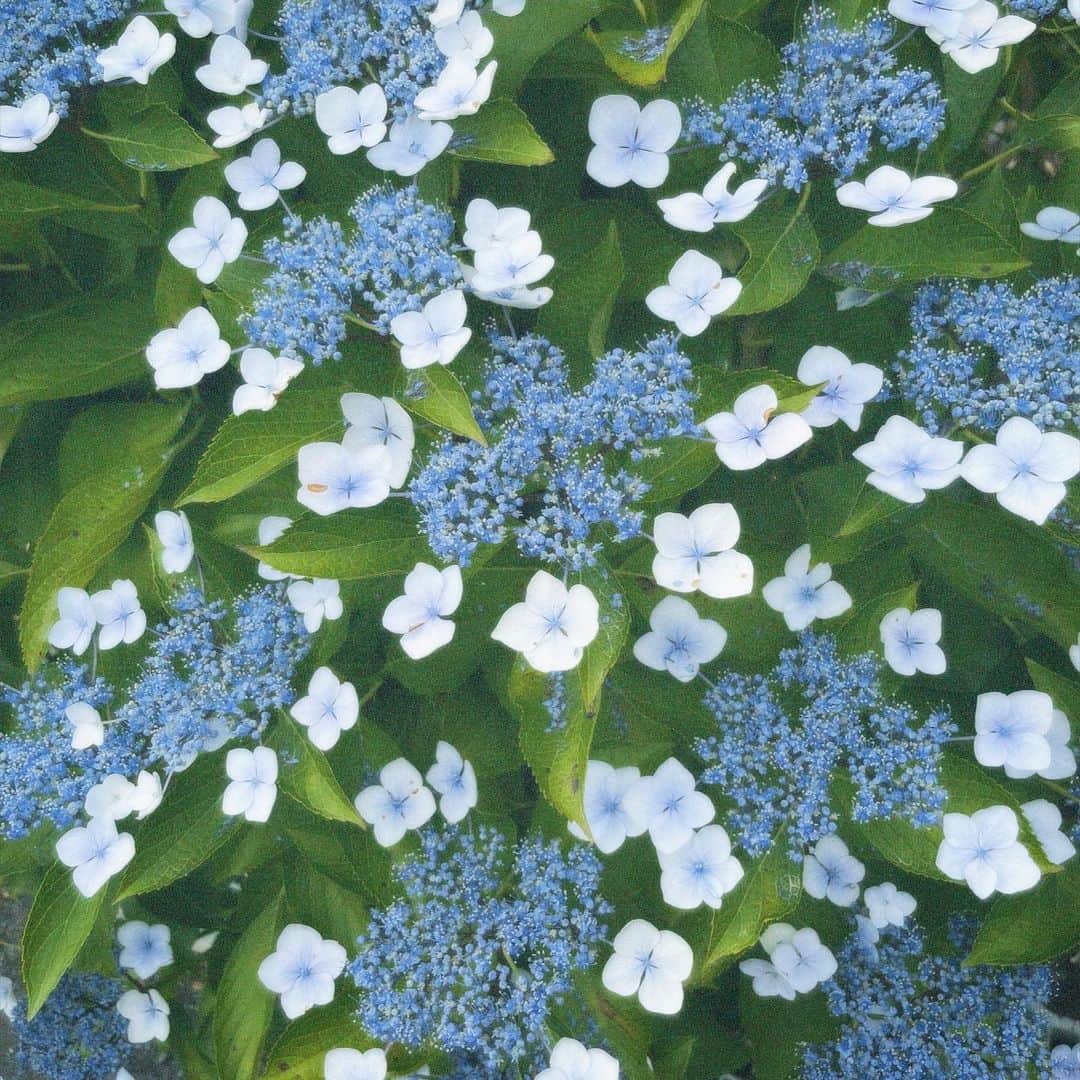 塩野響子のインスタグラム：「⠀日本には昔、このガクアジサイしかなかったんだって〜。紫陽花のボスだぁ💠*. ° ⠀ ⠀ #あんま可愛くないって言われてる #可愛いのにねぇ #紫陽花好きすぎてうざい？笑」