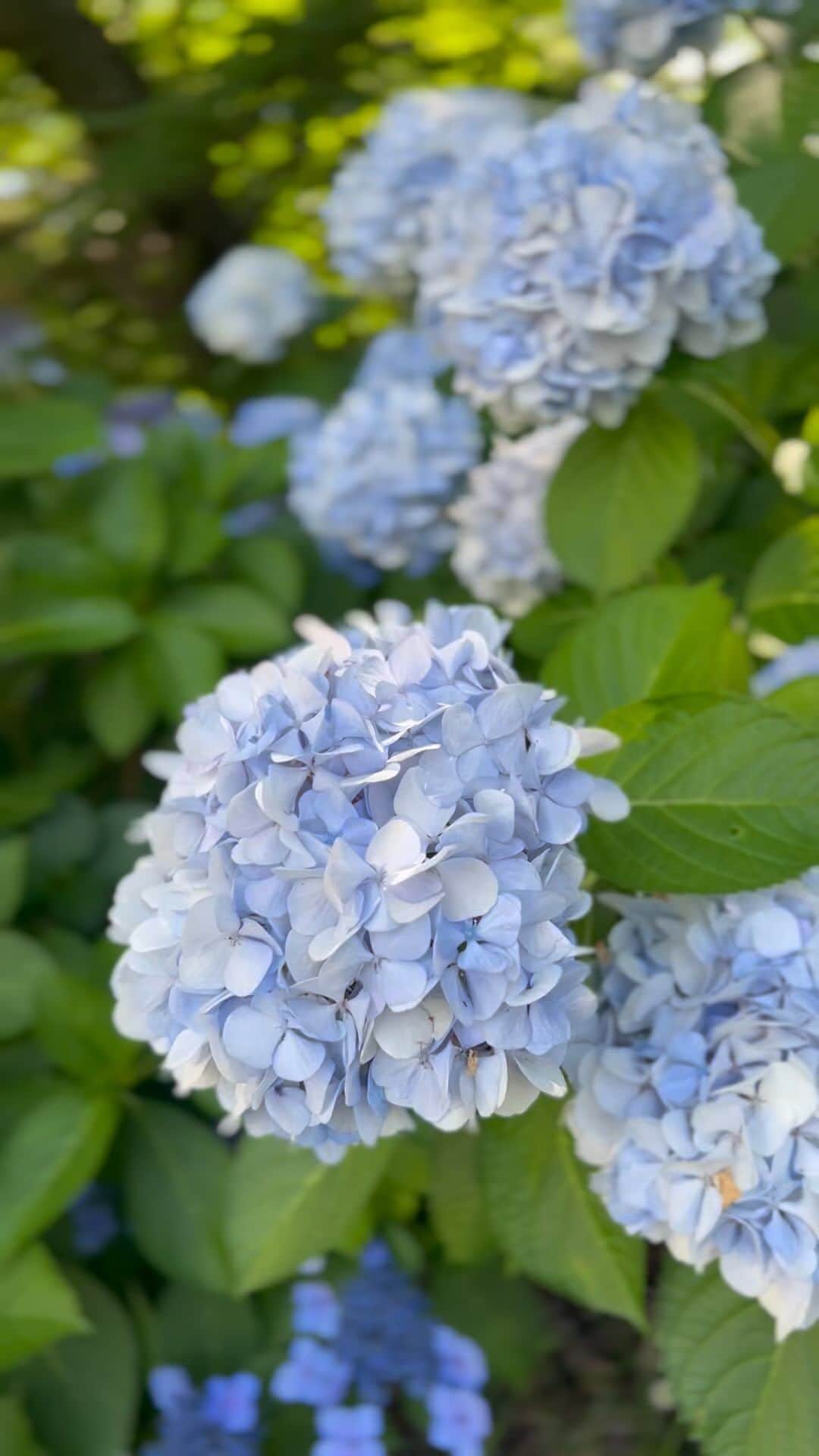 実咲凜音のインスタグラム：「. 束の間の休憩😃  紫陽花，綺麗。  #🩵🩵🩵 #蒸し暑いけどそれも悪くない #夏よ早くいらっしゃい」
