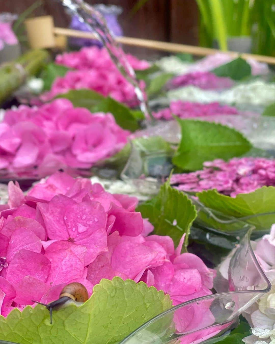 小松﨑花菜さんのインスタグラム写真 - (小松﨑花菜Instagram)「・ 今朝は岐阜県池田町からお伝えしました🐸☔️  弓削寺は「あじさい寺」と呼ばれていて、 珍しい品種の紫陽花など約100種類が楽しめます！  見頃は7月上旬まで。 雨の日のお出かけの参考にしてくださいね♪  最後にカタツムリを発見できて良かった〜🐌💠  #岐阜 #池田町 #弓削寺 #あじさい寺 #紫陽花 #梅雨 #カタツムリ #花手水 #ドデスカ #生マチQ」6月27日 14時47分 - hana_komatsuzaki