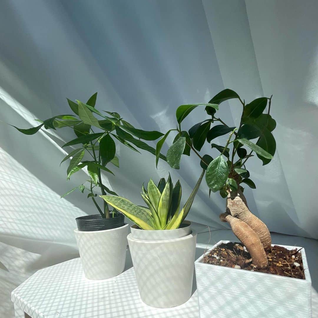 のインスタグラム：「#植物のある暮らし #観葉植物のある暮らし」