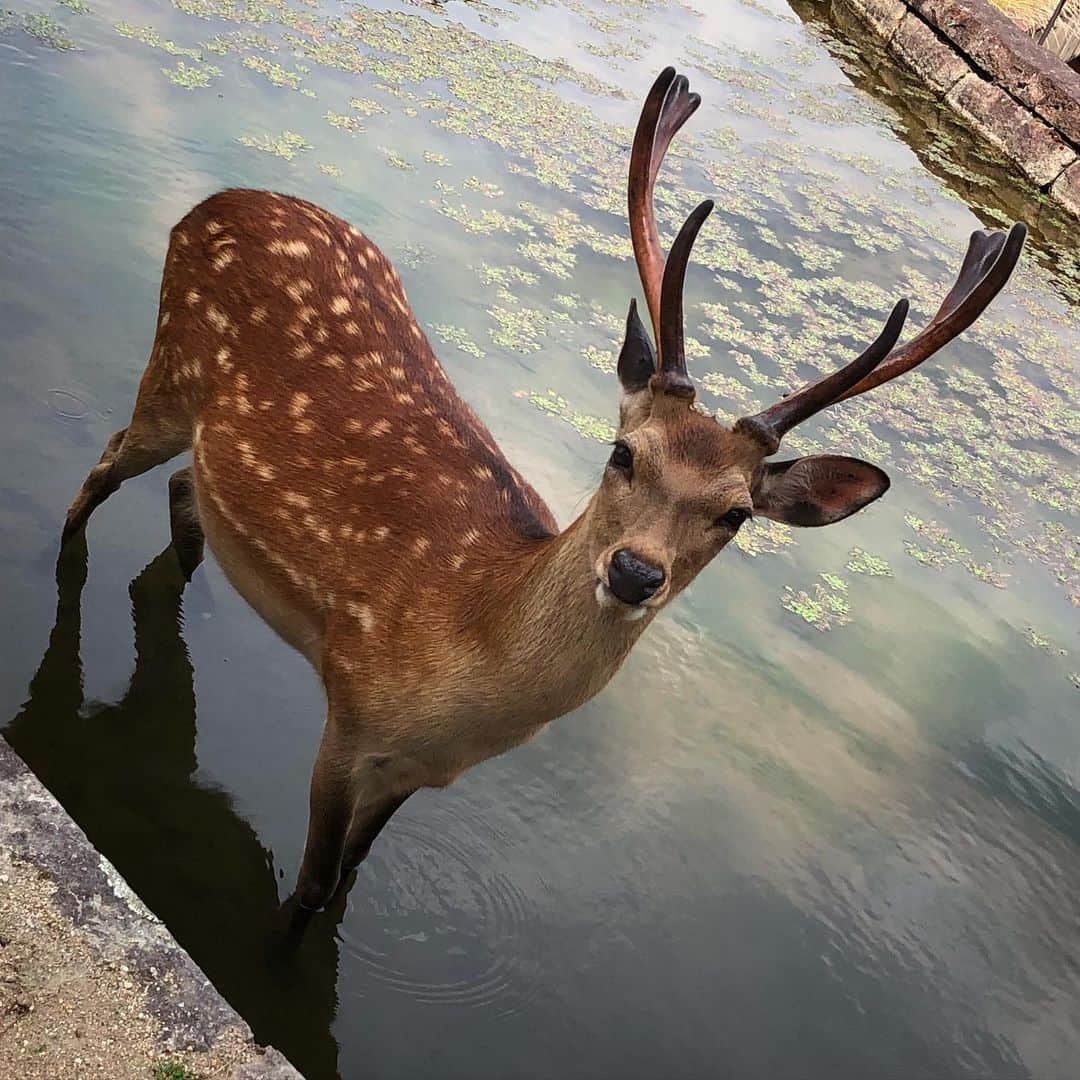 kerokerokingdxのインスタグラム：「🦌鹿活🦌2023🦌」