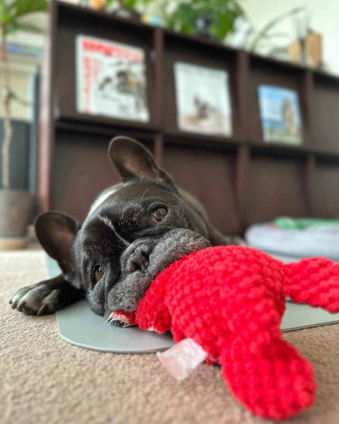 Turbo_dad フレブルのターボのインスタグラム：「暇な子  #french #frenchbulldog #frenchbulldogsofinstagram #frenchbully #frenchbulldoglife #buhi #dogstagram #doglife #フレンチブルドッグ #フレブル #フレンチブルドッグライフ #フレブルのいる生活 #フレブルのいる暮らし #フレンチブルドッグのいる生活 #フレンチブルドッグのいる暮らし #ブヒ #ブヒスタグラム」