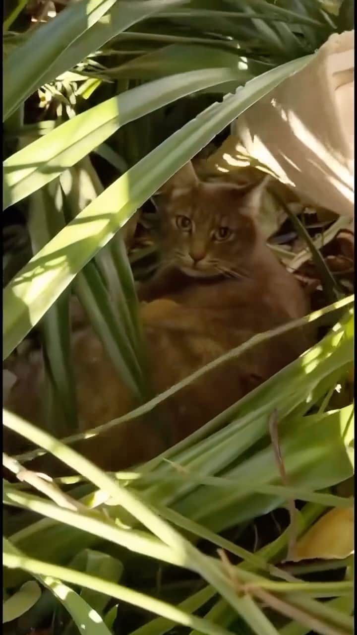 Cute Pets Dogs Catsのインスタグラム：「🥹  Credit: awesome @catsofsanbernardino Check them out. 😊  For all crediting issues and removals pls DM .  Note: we don’t own this video, all rights go to their respective owners. If owner is not provided, tagged (meaning we couldn’t find who is the owner), pls DM and owner will be tagged shortly after.  #kitty #cats #kitten #kittens #kedi #katze #แมว #猫 #ねこ #ネコ #貓 #고양이 #Кот #котэ #котик #кошка#cutecats #meow #kittycat #catinstagram #catsclub #caturday #catsofig #bestmeow #exellent_」
