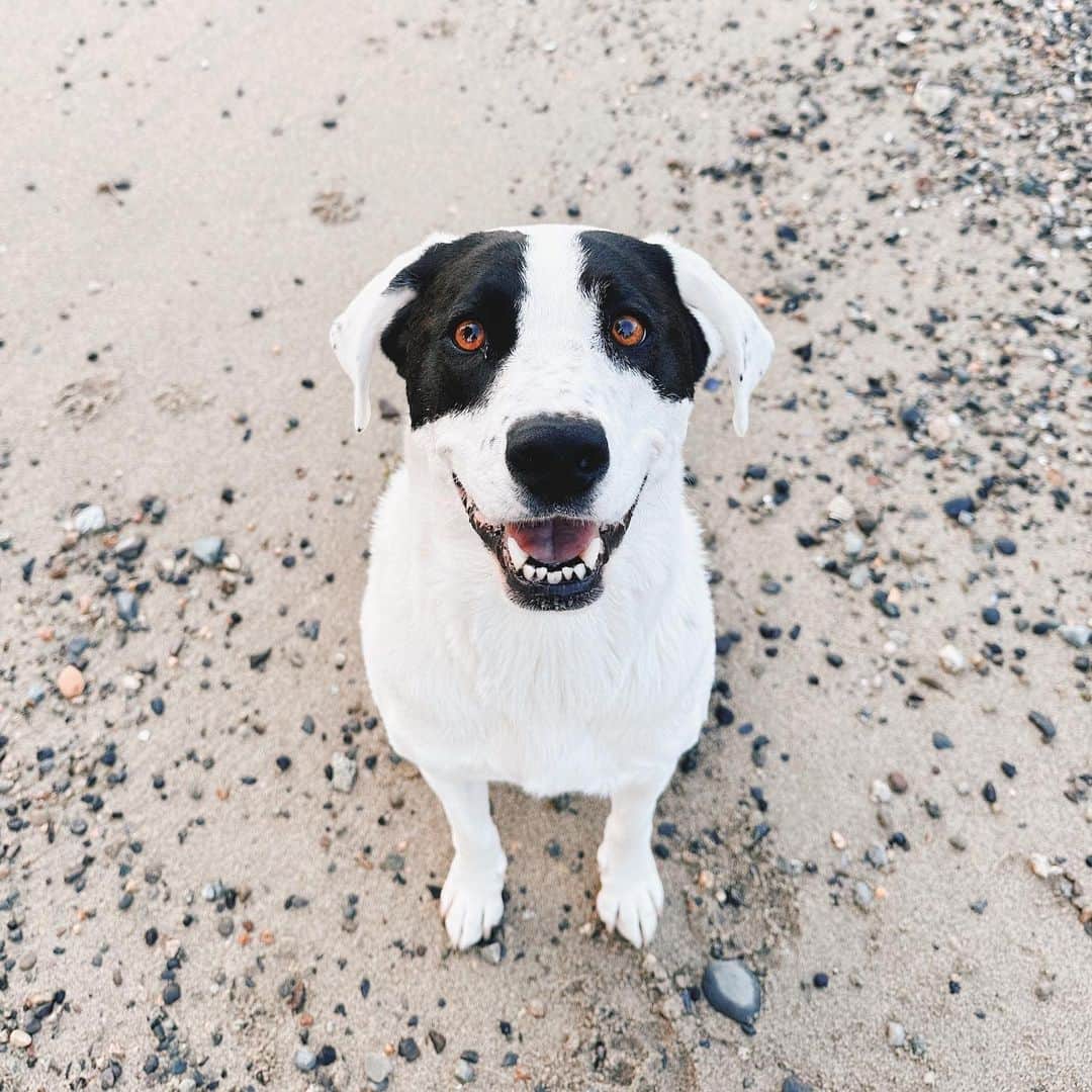 Andrew Knappのインスタグラム：「Insane cute posse.  Helping Boo create space between action and reaction. Much the same as the many years it took me to renegotiate my inclination toward drinking alcohol.  Did you read my newsletter today?  What sort of journey has your dog paralleled in your life? When’s the last time you peed outside? Please ignore only one of those questions.」