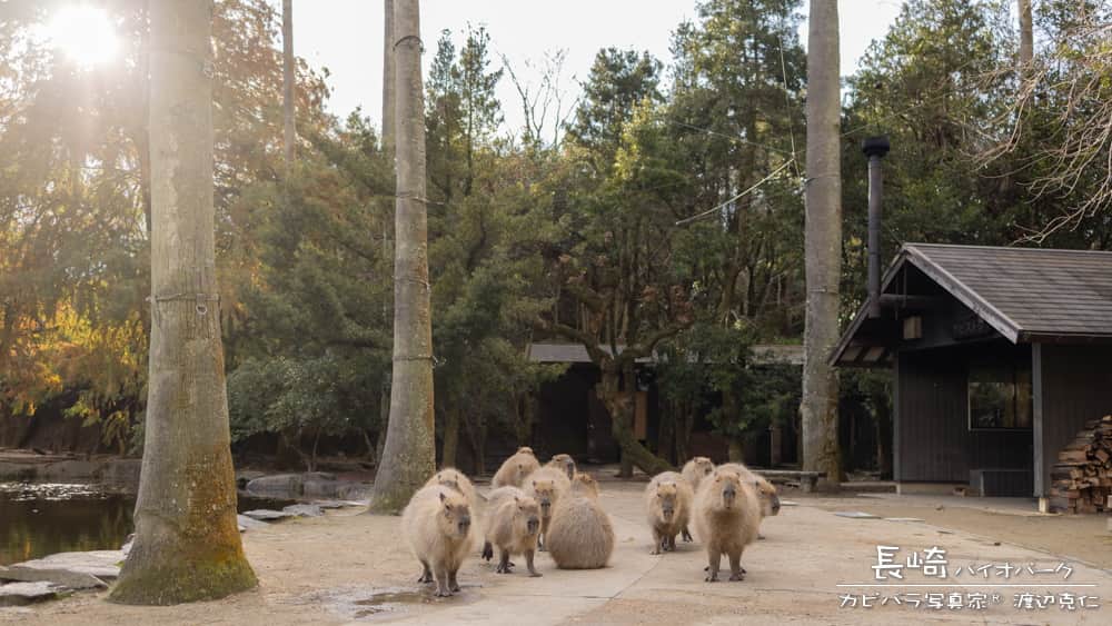 渡辺克仁さんのインスタグラム写真 - (渡辺克仁Instagram)「おはようございます。  #カピバラ #水豚 #capybara #おはよう」6月27日 7時00分 - katsuhito.watanabe