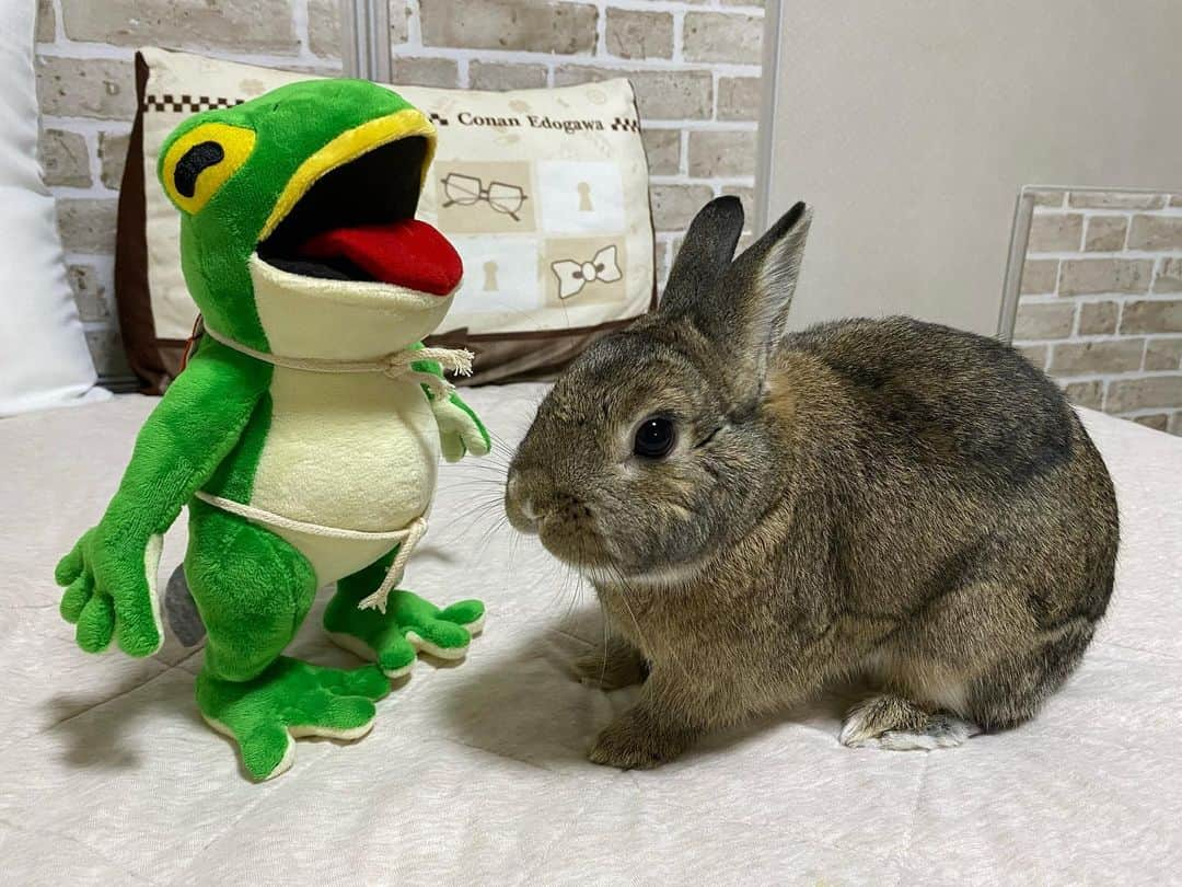 ラン?さんのインスタグラム写真 - (ラン?Instagram)「カエルの一平くん🐸とうさぎのコナンくん🐰 コナンくん、めっちゃチェックしてる😆︎💕︎ ☆ 先週末、長野県松本市でかえる祭り🐸があって、コロナ明け初めて、愛媛から、🐸バンドのゴロゴロゴロンズ さんが松本に来てくれました😊(7枚目) ホンモノのカエルさんは苦手だけど…😅一平くんはかわいいし、面白い🐸💚 コロナ前も、参戦してたけど、LIVEはめっちゃ盛り上がりますヽ(´▽`)ﾉ🎵 お友達みんなで、vocalの一平くんのぬいぐるみを購入😁 コナンに見せると、クンクンしてチェックしてました🤗 ☆ #一平くん #ゴロゴロゴロンズ  #うさぎのコナン  #うさぎ #うさぎのいる暮らし #rabbit #ネザーランドドワーフ #ふわもこ部 #もふもふ部 #netherlanddwarf #kawaii #かわいい #うさぎ部  2023.06.27」6月27日 7時42分 - mofumofuusako