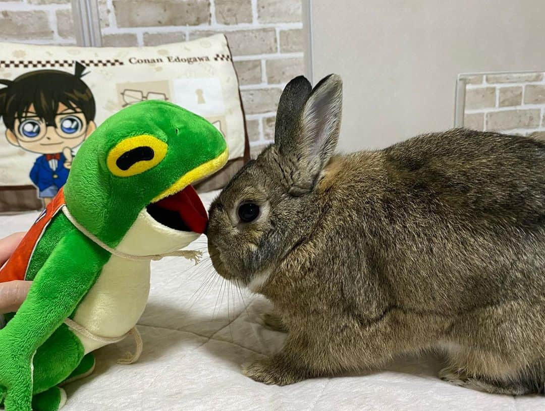 ラン?さんのインスタグラム写真 - (ラン?Instagram)「カエルの一平くん🐸とうさぎのコナンくん🐰 コナンくん、めっちゃチェックしてる😆︎💕︎ ☆ 先週末、長野県松本市でかえる祭り🐸があって、コロナ明け初めて、愛媛から、🐸バンドのゴロゴロゴロンズ さんが松本に来てくれました😊(7枚目) ホンモノのカエルさんは苦手だけど…😅一平くんはかわいいし、面白い🐸💚 コロナ前も、参戦してたけど、LIVEはめっちゃ盛り上がりますヽ(´▽`)ﾉ🎵 お友達みんなで、vocalの一平くんのぬいぐるみを購入😁 コナンに見せると、クンクンしてチェックしてました🤗 ☆ #一平くん #ゴロゴロゴロンズ  #うさぎのコナン  #うさぎ #うさぎのいる暮らし #rabbit #ネザーランドドワーフ #ふわもこ部 #もふもふ部 #netherlanddwarf #kawaii #かわいい #うさぎ部  2023.06.27」6月27日 7時42分 - mofumofuusako