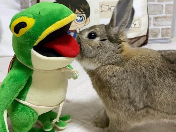 ラン?のインスタグラム：「カエルの一平くん🐸とうさぎのコナンくん🐰 コナンくん、めっちゃチェックしてる😆︎💕︎ ☆ 先週末、長野県松本市でかえる祭り🐸があって、コロナ明け初めて、愛媛から、🐸バンドのゴロゴロゴロンズ さんが松本に来てくれました😊(7枚目) ホンモノのカエルさんは苦手だけど…😅一平くんはかわいいし、面白い🐸💚 コロナ前も、参戦してたけど、LIVEはめっちゃ盛り上がりますヽ(´▽`)ﾉ🎵 お友達みんなで、vocalの一平くんのぬいぐるみを購入😁 コナンに見せると、クンクンしてチェックしてました🤗 ☆ #一平くん #ゴロゴロゴロンズ  #うさぎのコナン  #うさぎ #うさぎのいる暮らし #rabbit #ネザーランドドワーフ #ふわもこ部 #もふもふ部 #netherlanddwarf #kawaii #かわいい #うさぎ部  2023.06.27」