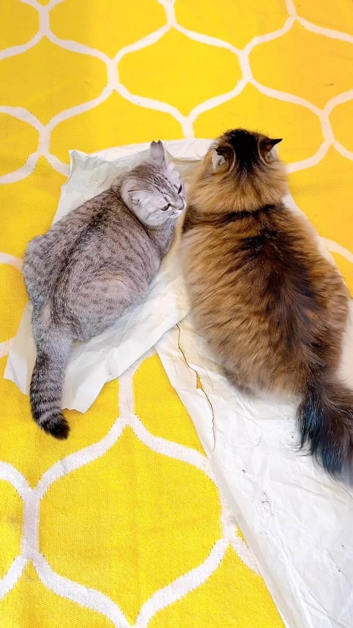 益子直美のインスタグラム：「うそ〜ん‼️  猫様あるあるですね。。。  #ねこあるある  #猫あるある  #ケルヒャー   #絨毯  #猫部屋  #キキとララ」