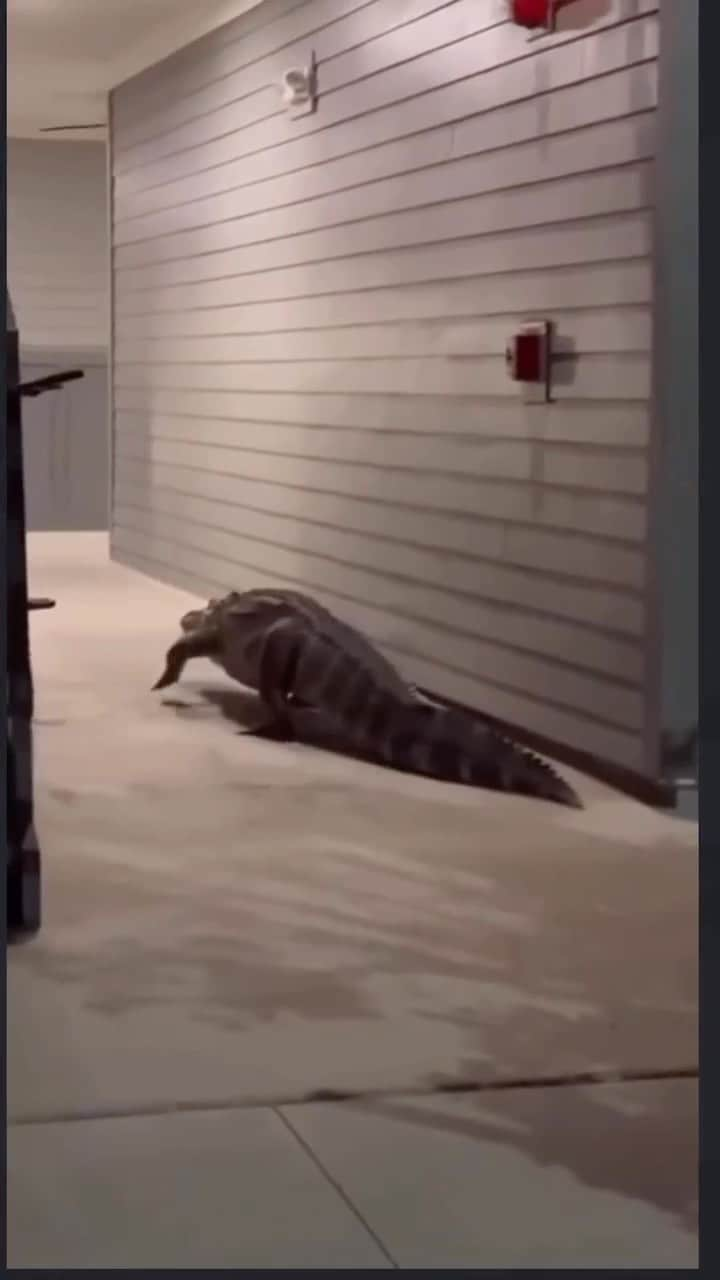 WildLifeのインスタグラム：「A massive gator walks through an apartment complex in Bonita Springs. We got dinosaurs & year round sunshine! Doesn’t get much better than Florida 😎💚🐊  Video reposted from :@only.in.naples.239  DM for credit pls  #alligator #alligators #wildlife #florida #nature #reptiles #reptile」