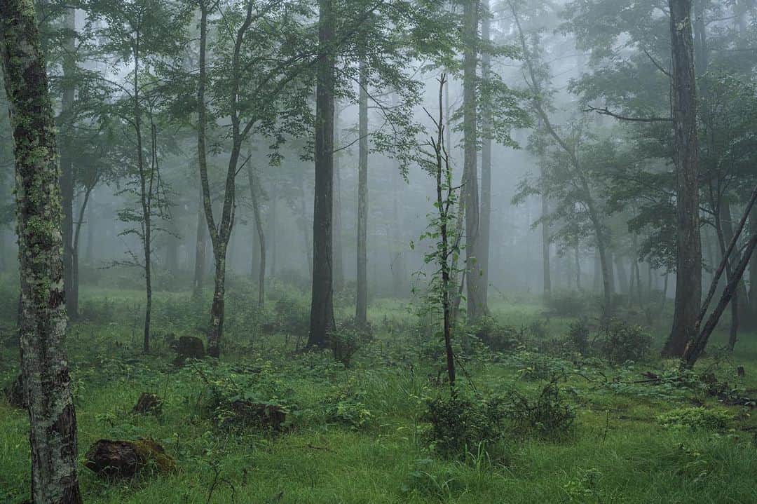 Nanaのインスタグラム：「morning fog  #carlzeisslens #sonya7iv #foggymorning  #foggyforest  #morningfog  #splendid_woodlands  #mistymorning  #moody_nature  #beautifulmoments  #folkscenery #霧 #霧の森」