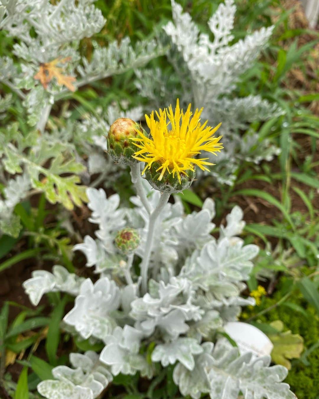 野本かりあのインスタグラム：「セントーレア マジックシルバーのお花が咲いた🌼 お花が咲くとは知らず買ったのだけど、 鮮やかな黄色が幸福感を与えてくれて、とても嬉しい。 #セントーレアマジックシルバー」
