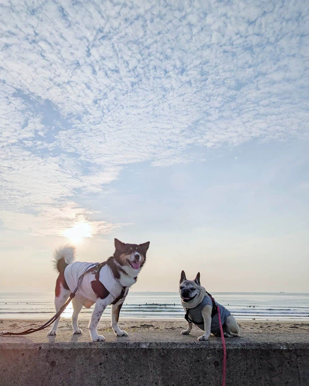 tamiのインスタグラム：「* #マッシュとレノン *  先週末の海〜🌊  海に来てるけど 海辺には絶対近付きたくないふたり🥔🐺 ピエールがサーフィンしたいだけ🏄  * #犬との暮らし#犬のいる暮らし #海#休日の過ごし方#お散歩 #保護犬#里親#元保護犬#犬バカ部 #フレンチブルドッグ#雑種犬」