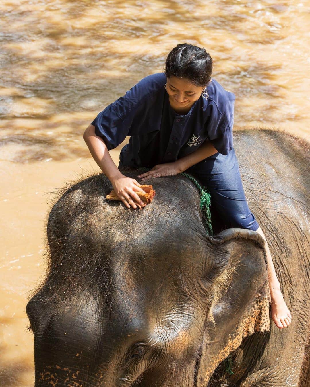 タイ国政府観光庁さんのインスタグラム写真 - (タイ国政府観光庁Instagram)「今朝は、タイの『エレファント・ケア・ツーリズム』についてご紹介✨  『エレファント・ケア・ツーリズム』は、“サステイナブルツーリズム – 持続可能な観光”の一環として、観光産業に従事する象を大切にする持続可能なツーリズム☺️  タイでは、タイの人たちが象を国の大切な動物として尊重している証として、毎年3月13日は『タイ・エレファント・デー』という象の日に指定されています。象は何世紀にもわたって生活をともにしている大切な家族の一員なのです🦣  かつて、象は主に林業に従事するために訓練されていましたが、1989年以降、政府が出した森林伐採廃止の政令により、象は観光産業の中で新たな役割を担うことになりました。  タイ全土には象が観光業に従事するために3,000頭以上飼育されており、彼らは全国22の県にある250カ所のエレファント・キャンプで暮らしています。  近年、タイ全土にあるエレファント・キャンプやエレファント・ホームでは、象の歴史や生態について学びながら、象たちの日常生活や自然の姿を観察したり、象たちがじゃれあったりリラックスしている可愛い姿を見ることができるアクティビティが増えており、象とお散歩をしたり、餌をあげたり、近い距離で触れ合うことができます🌈  今日も素敵な1日をお過ごしください💐  ★参考になった！と思ったら、あとで見返せるように、画像右下にある保存ボタン🔖をタップ！」6月27日 8時47分 - amazingthailandjp