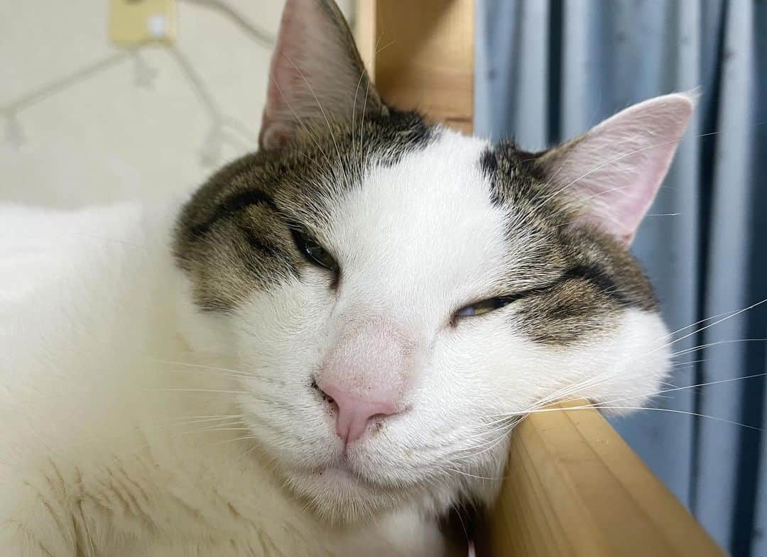 ひのき猫さんのインスタグラム写真 - (ひのき猫Instagram)「ブサカワ🩷 「たれ豆」です。  ・ ・ ・  #ひのき猫  #豆大福  #デブ猫  #かわいい猫  #ブサカワ猫  #もちもちねこ  #にゃんすたぐらむ  #猫との生活  #cat  #catstagram  #cutecats」6月27日 9時36分 - hinoki.cute.kitten