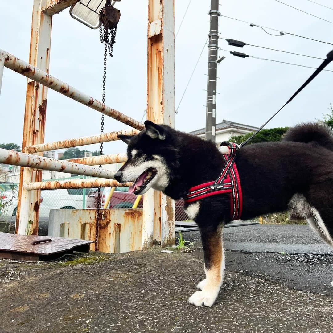 小川博永さんのインスタグラム写真 - (小川博永Instagram)「鴨を見つけたししまる爺さん。  #ししまる爺さん  #今朝まる #ししまる #dog #dogs #柴犬 #黒柴」6月27日 10時32分 - ogawahironaga