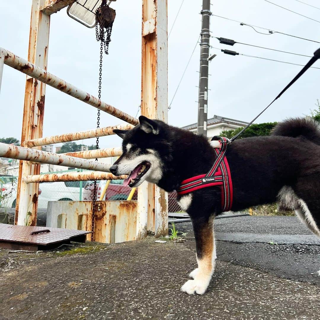 のインスタグラム：「鴨を見つけたししまる爺さん。  #ししまる爺さん  #今朝まる #ししまる #dog #dogs #柴犬 #黒柴」