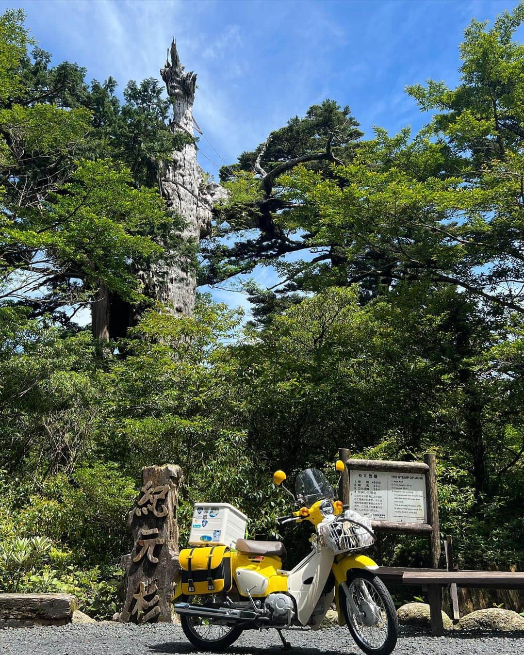 金田彩奈のインスタグラム：「💚  世界遺産 屋久杉🌳×カブ🛵  #バイク #バイク女子 #日本一周 #日本一周バイク旅 #バイク乗り #バイクのある生活 #バイクのある風景 #バイク好き #バイクが好きだ #バイク好きな人と繋がりたい #バイク乗りと繋がりたい #バイク旅 #バイクツーリング #バイクライフ #バイクが好きだ #カブ #スーパーカブ #屋久杉 #世界遺産 #cub #supercub #cb400 #gsxs1000gt #bike #bikelife #biker #bikegirl #motercycle #bikeweek #bikewear #japantrip」