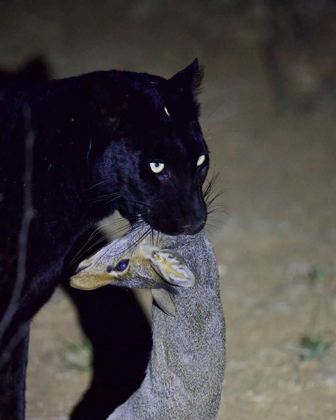 Kevin Richardson LionWhisperer のインスタグラム：「In the heart of Kenya, amidst the untamed wilderness, I was privileged to witness a sight that will forever be etched in my memory. Words fall short in describing the sheer majesty of Giza, the elusive black leopard, adorned in her resplendent melanistic coat. As she effortlessly moved through the shadows, her melanistic gene, a captivating testament to nature’s fascinating adaptations, added an extra layer of mystique to this already remarkable encounter. The intensity in her gaze, the stealth in her movements—each moment with Giza was a mesmerizing glimpse into the enigmatic world of a black leopard. It was as if the universe had painted her in a cloak of darkness, highlighting the rare and extraordinary beauty that resides within our natural world. This encounter has left an indelible mark on my soul, reinforcing the need to cherish and protect the wonders of our planet. Grateful beyond measure for this extraordinary experience. Thank you @camscott_wild & @royalngala for making this happen.   #GizaTheBlackLeopard #KenyaWildlife #IncredibleEncounters #NatureInspires #WildlifeWonders #LeopardLove #JourneyIntoTheWild #CapturingTheWild #UnforgettableExperiences #KenyaSafari #NaturePhotography #ConservationEfforts #ProtectOurWild #WildlifeConservation #MelanisticBeauty #BlackLeopardSpotting #NatureAdventures #RoamingFree #MajesticPredator #EcoTourism #BiodiversityMatters #GratefulHeart #PreservingOurWildlife #WildernessEncounters」