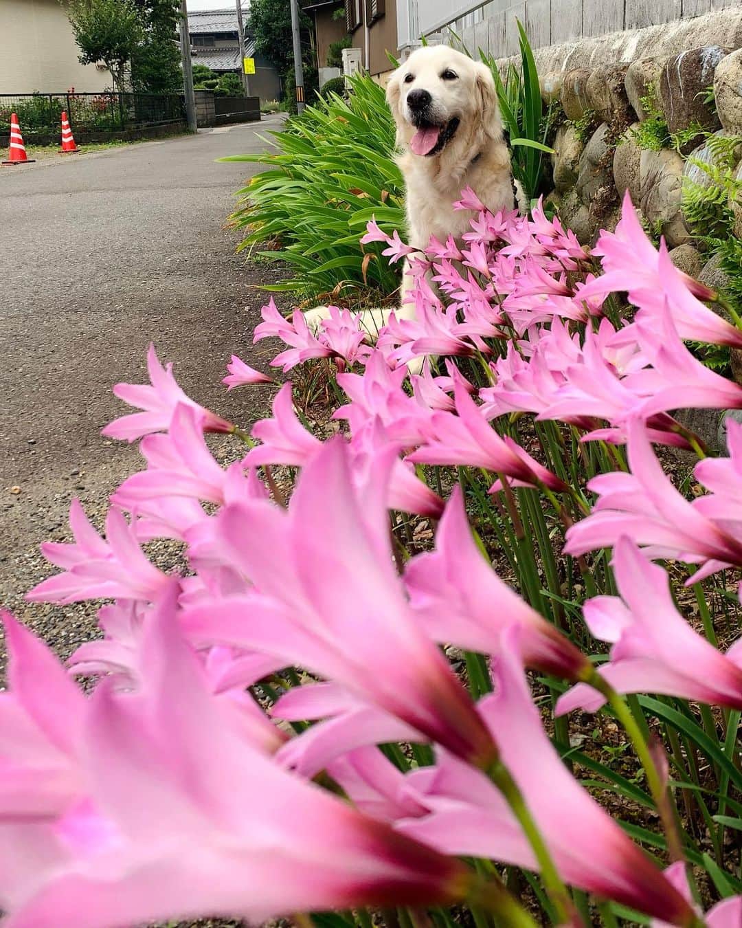 P太郎ママさんのインスタグラム写真 - (P太郎ママInstagram)「#花と犬 花の名前はわからん。 Googleレンズでは #ハブランサス  らしい。 ←正しいかは不明 朝5時から気温…というより湿度が高い。 犬がハァハァゆうのが、 聞いてて辛い🥵 まだ6月なのに。」6月27日 12時18分 - ptarodada