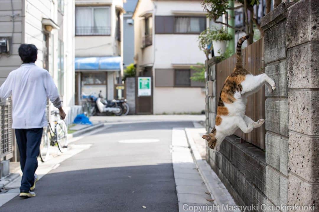 Masayukiのインスタグラム：「移動する。  #cat #ねこ #猫 #東京カメラ部 #nekoclub  #mmgtw #my_eos_photo  #yourshotphotographer」