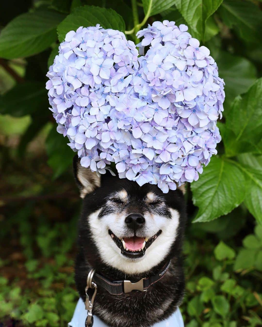 8crapさんのインスタグラム写真 - (8crapInstagram)「We 💜 flowers - 📷 @9648miku - #barked #dog #doggo #ShibaInu #Shiba」6月27日 14時04分 - barked