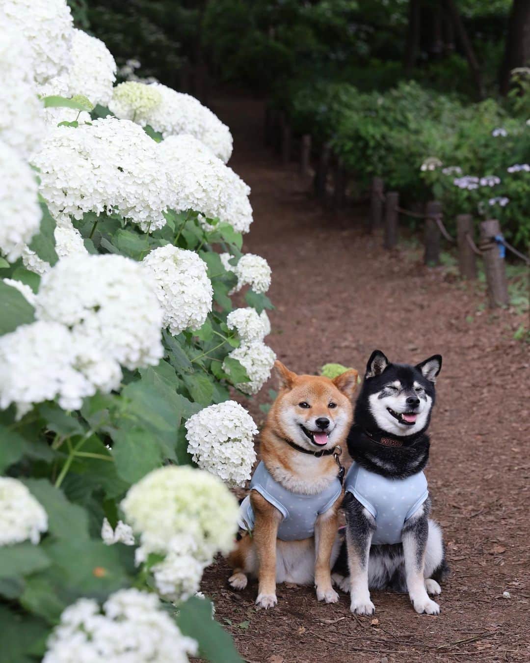 8crapさんのインスタグラム写真 - (8crapInstagram)「We 💜 flowers - 📷 @9648miku - #barked #dog #doggo #ShibaInu #Shiba」6月27日 14時04分 - barked