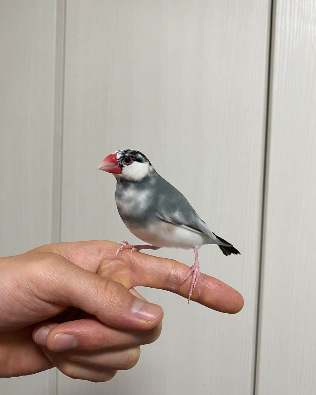梶原颯さんのインスタグラム写真 - (梶原颯Instagram)「CHU❤️ かわいくてごーめん｝🎤🦆  ってうちの鳥ちゃんが歌ってます  My bird is singing a song called KAWAIKUTEGOMEN.🎤🦆  ph @portrait_tsuyoshi   #おぴよ　#おぴ蔵　#文鳥　#鳥　#mypet #小鳥　#筋肉　#腹筋　#可愛くてごめん #ウルトラマンブレーザー」6月23日 20時00分 - hayate_kajihara