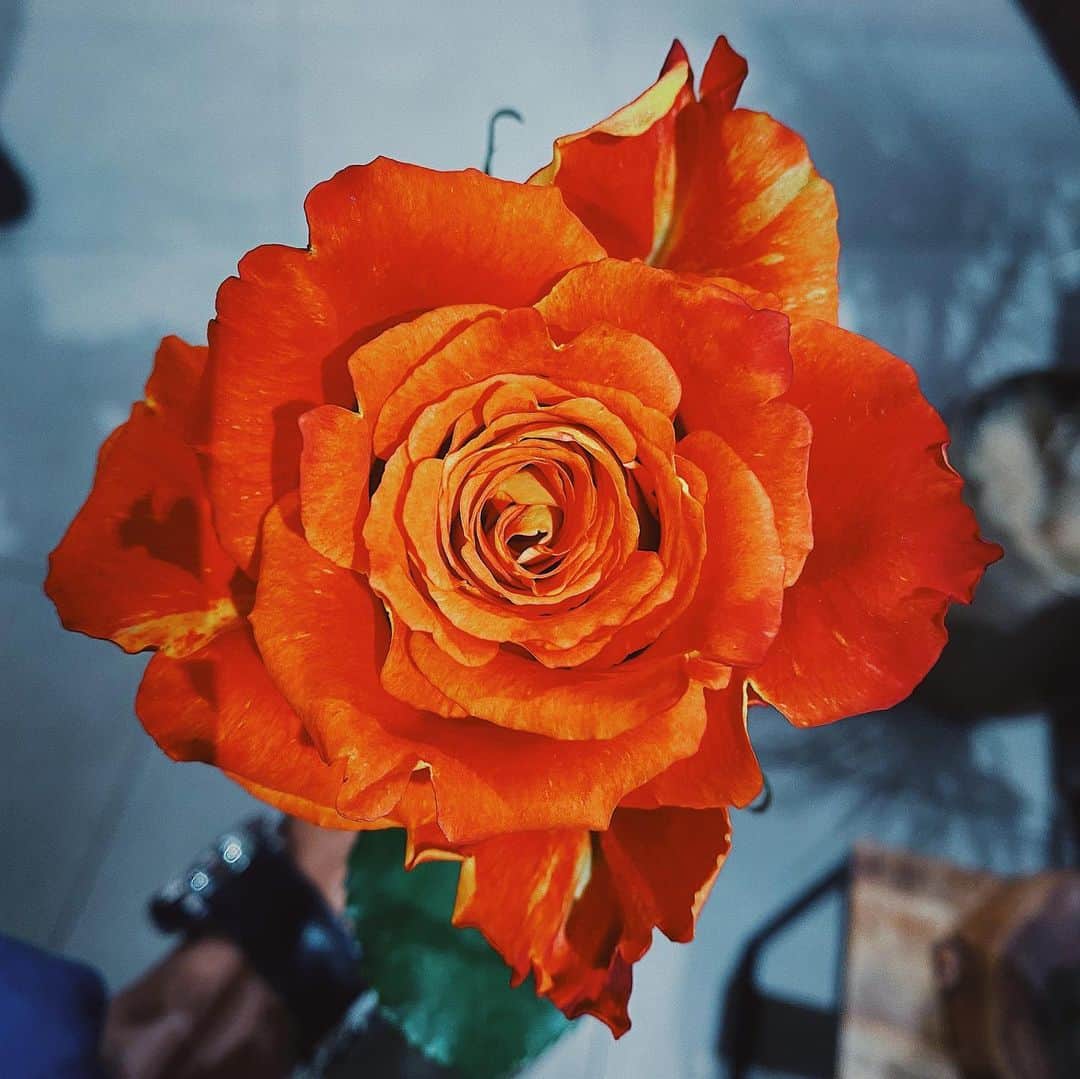 ヒロトのインスタグラム：「AFRIKAROSE 力強く美しい華... ケニアから17時間かけて日本にやってくる薔薇.  薔薇を通して繋がる世界と人🌹  美しくワクワクする時間でした!!!  新しいメロディが出来そうです♪  #AFRIKAROSE #kamawanu  #satoyasushomura  #HIROTO」