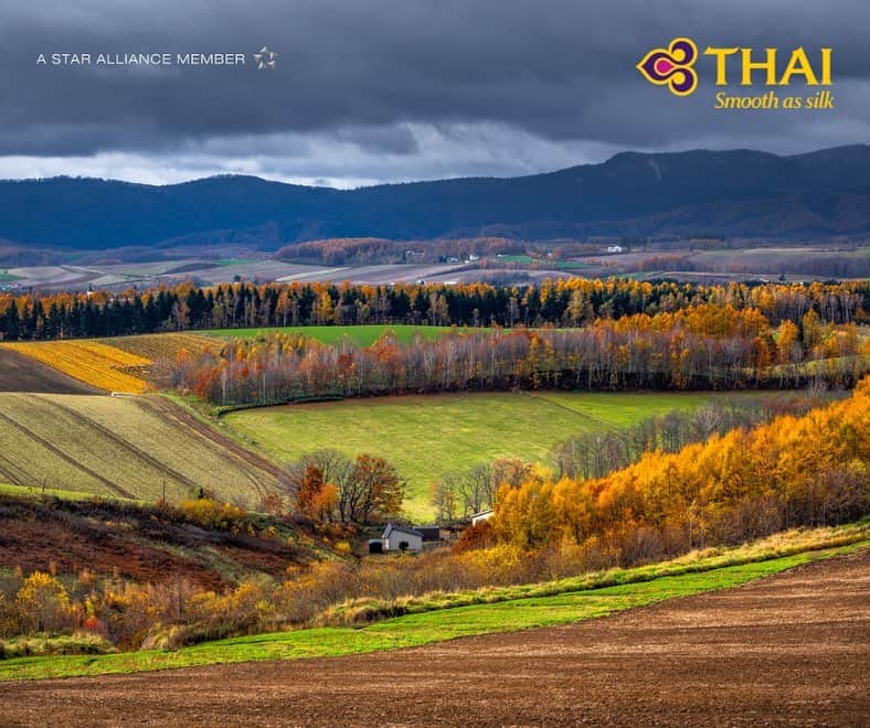 タイ航空のインスタグラム：「🍂 Fall Frenzy! 🍁🍃 Can you guess where this picturesque autumn scene was captured?   Share your answer in the comments and let's celebrate the beauty of the season together! 🍂✨#ThaiAirways #AutumnVibes #GuessQuiz #FallFrenzy」